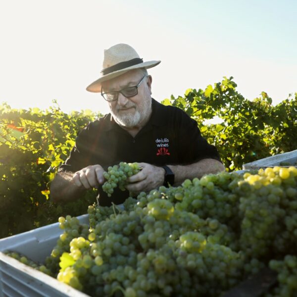 Hunter Valley vigneron Joss De Iuliis in the vineyard handpicking grapes