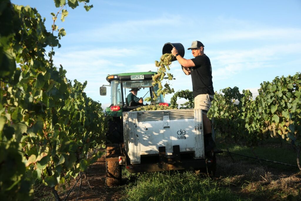 Hunter Valley Winemaker Mike De Iuliis handing semillon grapes on the family vineyard during harvest