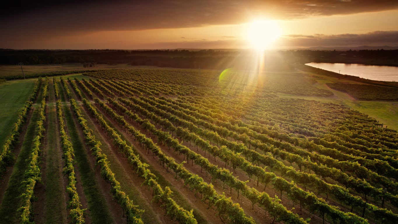 Witness the Spectacular Bud Burst in Hunter Valley Vineyards
