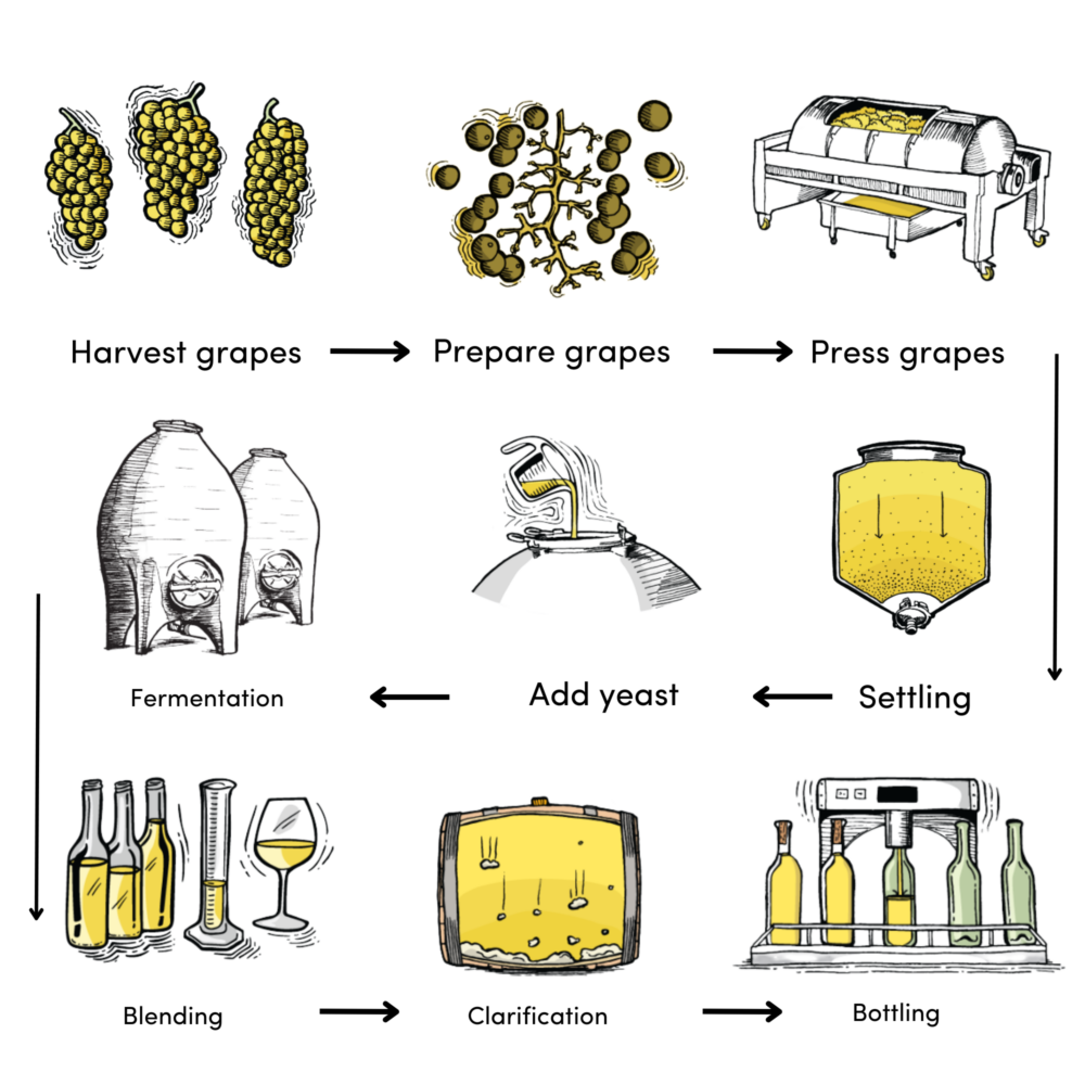 so-let-s-chat-about-the-white-wine-making-process-de-iuliis-wines