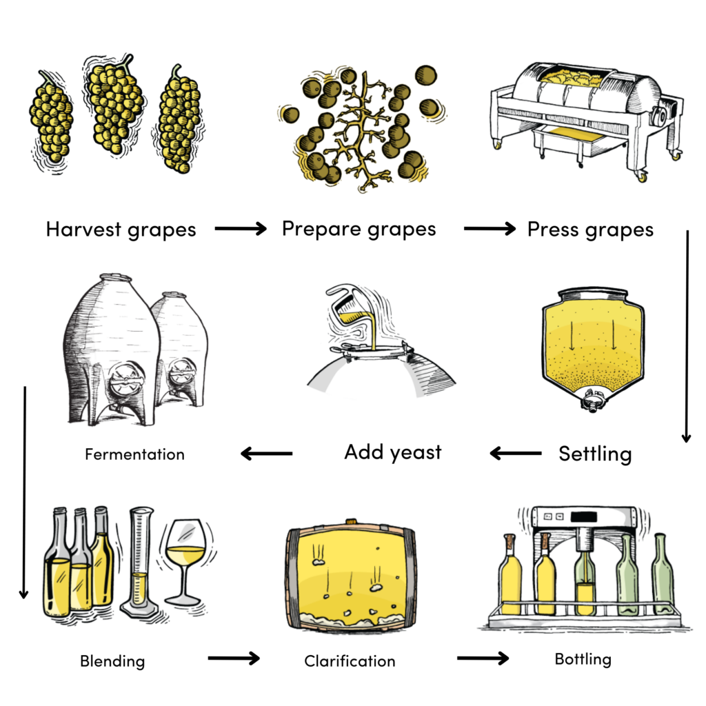 A illustrated image showing the white wine making process in our Hunter Valley winery
