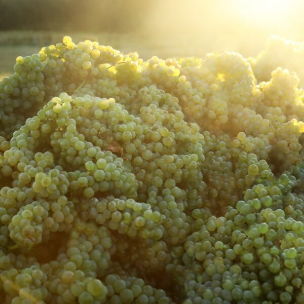 Bunches of handpicked Hunter Valley white grapes at sunrise.