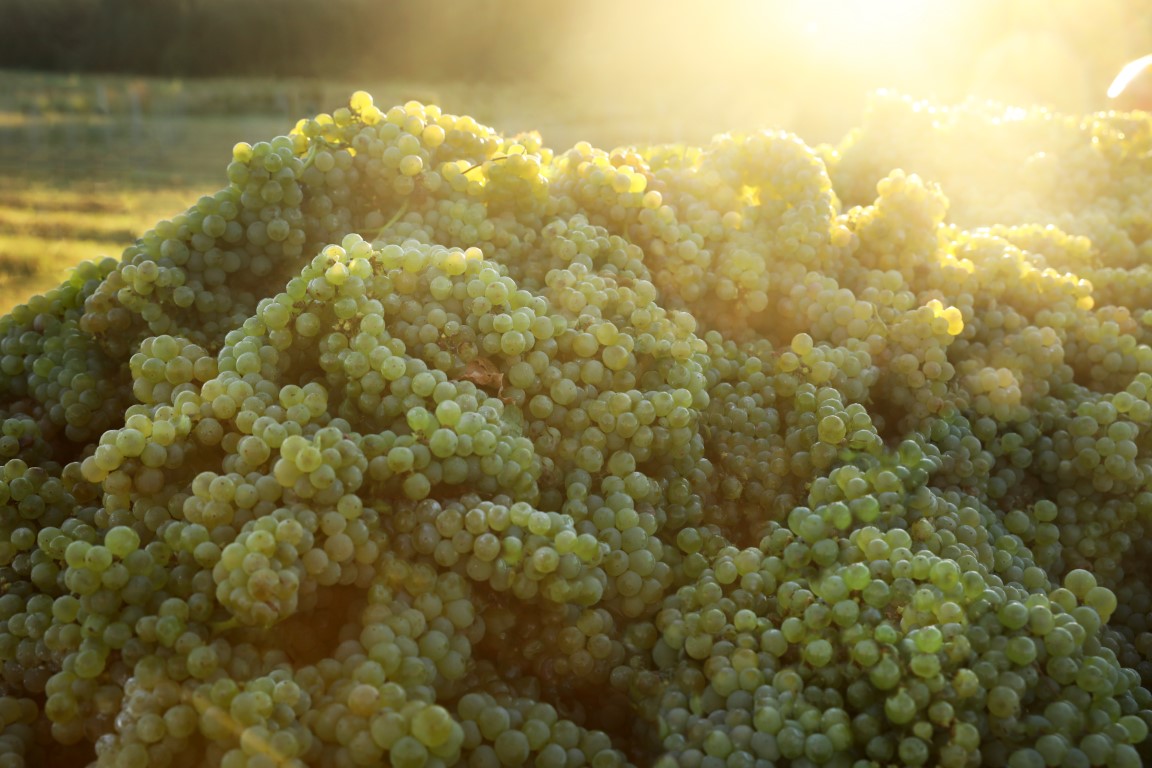 A Grape Adventure: Unveiling the Vibrant Lifecycle of a Hunter Valley Vineyard