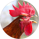 Bruce Harrison profile picture